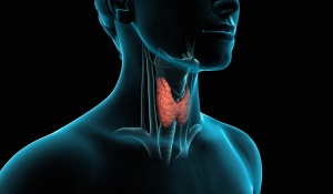 Почему возникают проблемы с щитовидной железой?