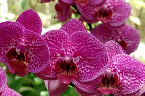Какой подходит горшок для орхидеи?