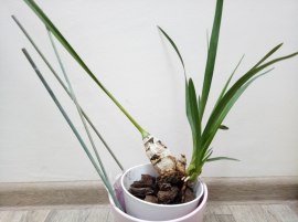 Почему не растет цимбидиум?