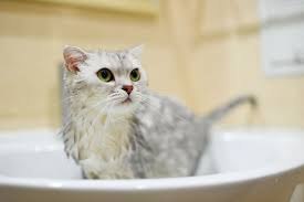 Как мыть кошку?