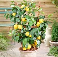 Как вырастить лимонное дерево дома?