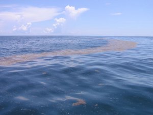 Почему Сарагссово море называют "морем без берегов"?