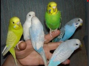 Как приручить волнистых попугайчиков?