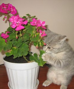 Какие комнатные растения опасны для кошек?