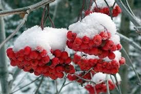 Чем полезна всем известна рябина?