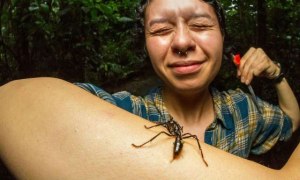 Где обитают самые опасные насекомые в мире?