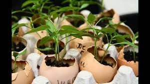Можно ли вырастить рассаду в яичной скорлупе?