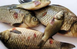 Какие опасные паразиты живут в речной рыбе?
