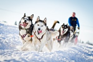 Как называется фильм про собаку в упряжке на Аляске?