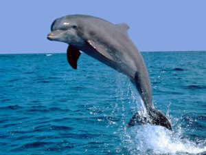 Где можно увидеть дельфинов?