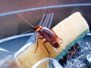 Какими способами можно избавиться от тараканов в доме?