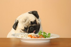 Что нельзя давать есть собаке?