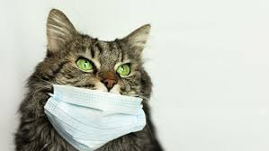 Может ли кошка заболеть короновирусом?