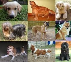 Какая порода собак самая популярная?