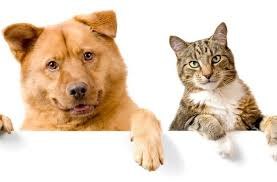 Собака или кошка: кого чаще всего заводят?