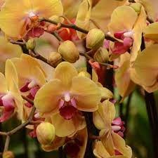 Какого числа состоится выставка "Орхидеи"?