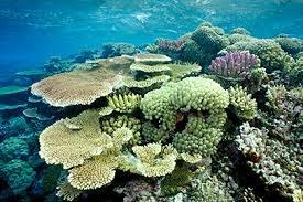 Почему кораллы у берегов Австралии теряют цвет?