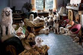 Сколько собак можно держать в квартире?