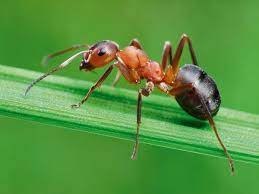Как можно избавиться от муравей на даче?