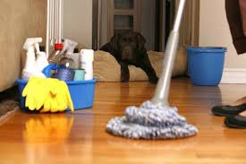 Какими способами можно избавиться от собачьего запаха в квартире?