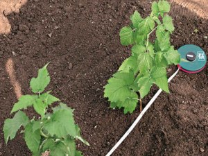 Когда можно пересаживать малину?