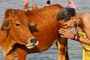 Почему в Индии корову принято считать священным животным?