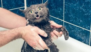 Почему так кошки бояться воды?