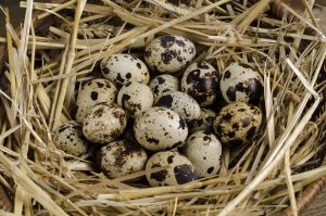 Чрезмерное потребление перепелиных яиц опасно для организма?
