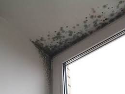 Как быстро можно избавиться от грибка на потолке?