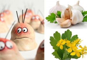 Какие есть народные средства от бородавок?