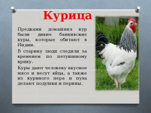 Как в старину русские крестьяне называли курицу с повадками петуха?