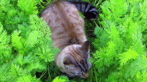 Почему коты любят лежать в морковной грядке?