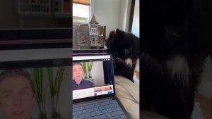 Может ли кот когтями повредить монитор современного ноутбука?