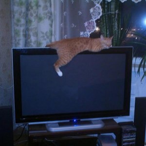 Может ли сломаться старый телевизор, если на него будет прыгать кот?
