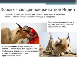 Считается ли священным навоз от священной коровы в Индии?