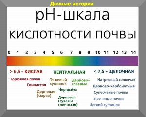 С помощью каких средств можно определить кислотность почвы?