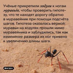 Зачем учёные прикрепили ходули к ногам муравьёв?