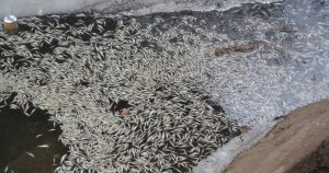Почему погибла рыба в Серебряно-Виноградном пруду?