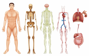 Стоит ли вести канал в Ютубе анатомия и строение человека?