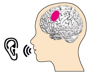 Как мозг воспринимает речь?