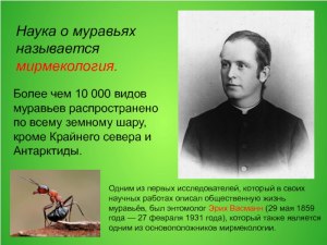Как называется наука, которая изучает муравьёв?