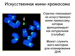 Кто сконструировал 47-ю искусственную хромосому человека, зачем?