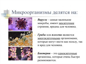 Возможно ли существование планеты, на которой нет микробов и вирусов?