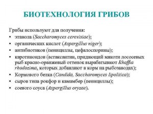 Как используют одноклеточные грибы в биотехнологиях?