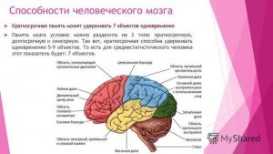 Каков предел памяти человеческого мозга?