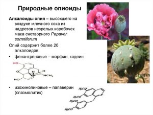 Содержатся ли в каких-либо грибах опиоиды?