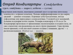 Кто такой кондиляртр?