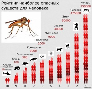 На каком расстоянии окажется случайно блуждающая муха?