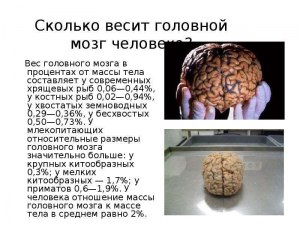 Сколько процентов и чего в человеческом мозге?