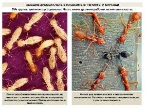 Почему без термитов и муравьев не было бы цивилизации?